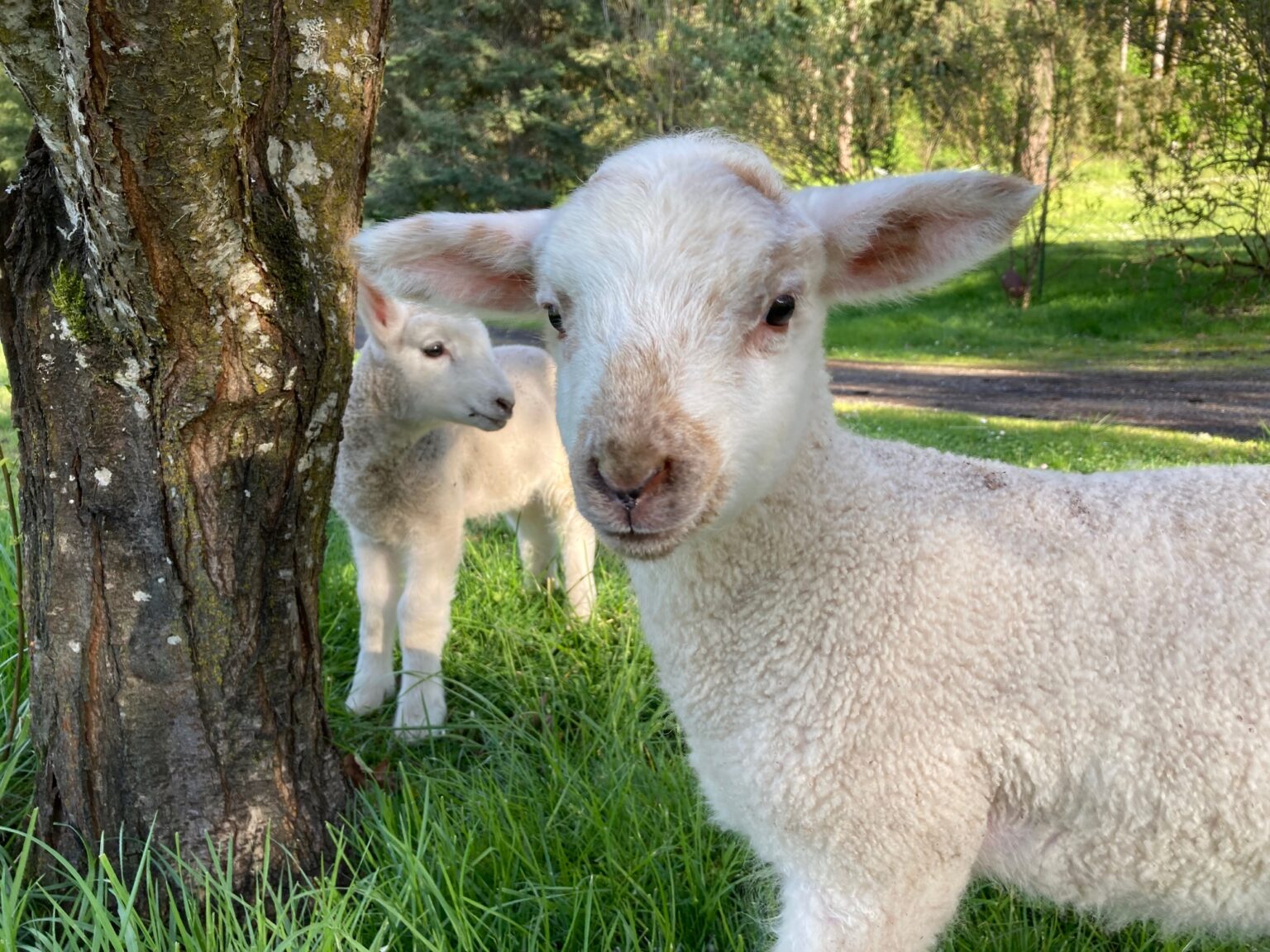 corvallis-area-livestock-services-rogers-veterinary-service